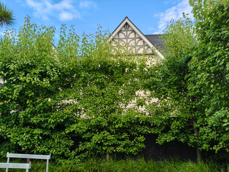 An overgrown, shaggy hedge in front of a Tudor-style house before trimming