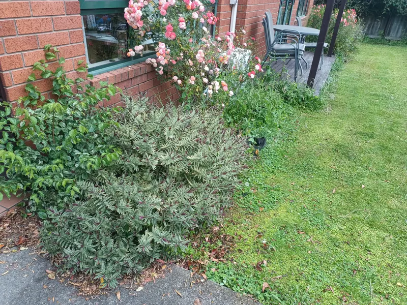 An overgrown rose bed with weeds and long grass before tidying