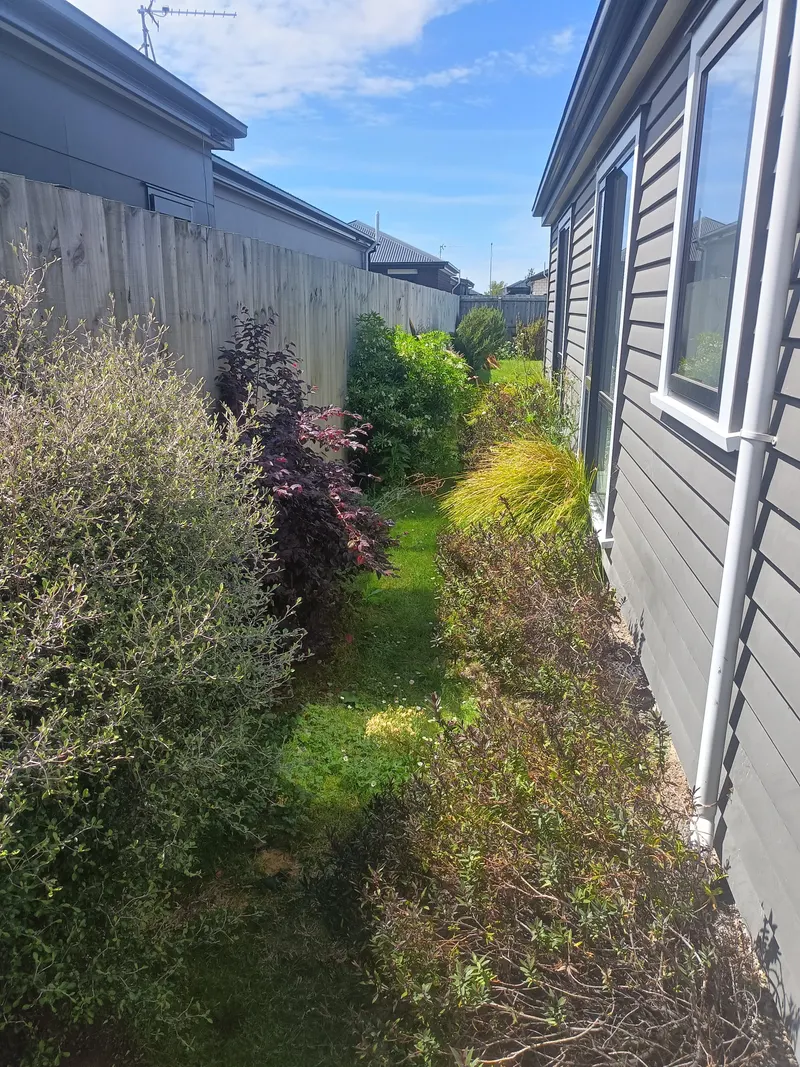 A side garden with flax overgrown and the lawn long before a clean-up