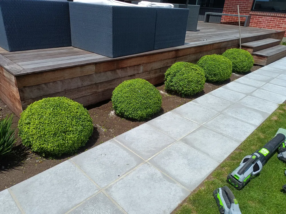 Round box ball hedges beside a timber deck and paved path, Christchurch