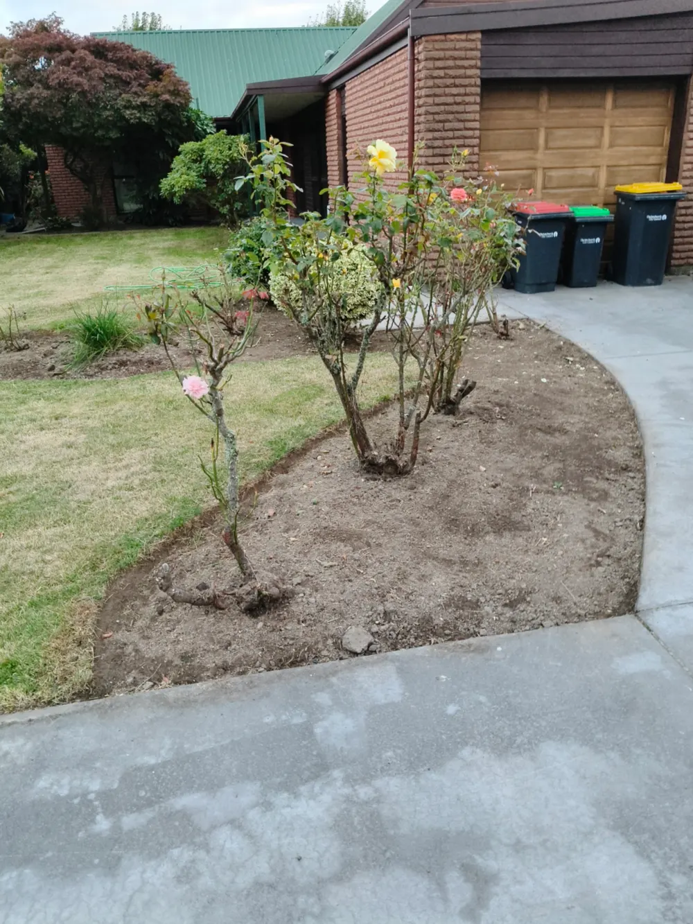 Roses pruned back in a freshly mulched bed, Christchurch