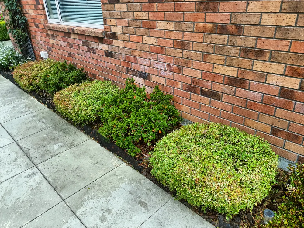 Round box balls and a tidy garden bed against a brick home in Christchurch