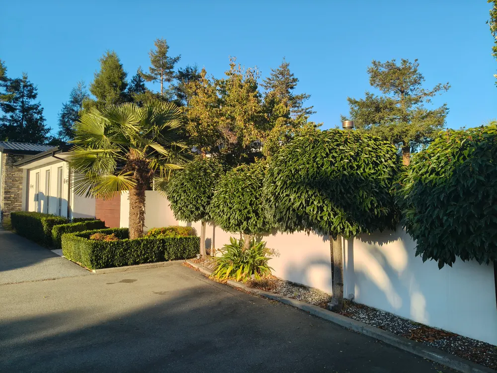 Clipped hedges and palms in a sunny front garden in Christchurch