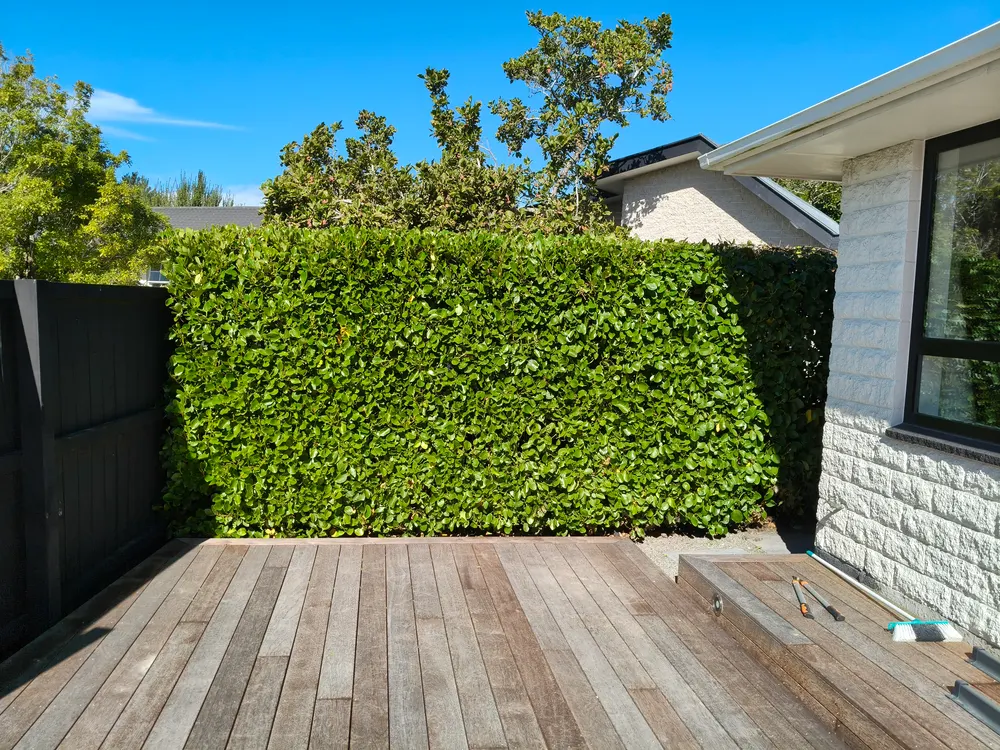 A dense green hedge trimmed flat beside a timber deck in Christchurch