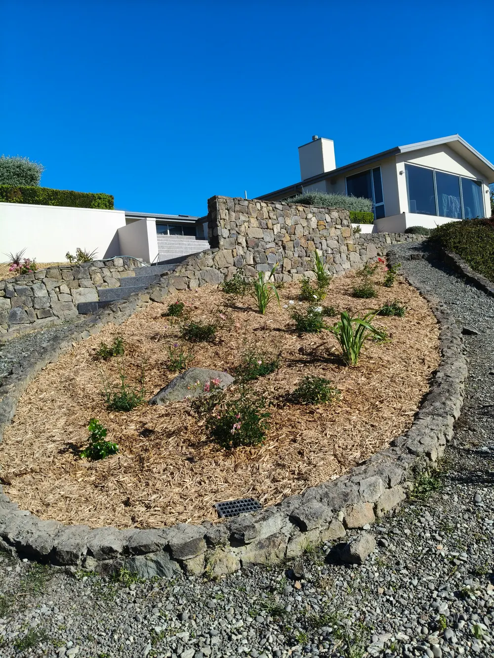 A garden bed freshly mulched around new plants beside a stone wall, Christchurch