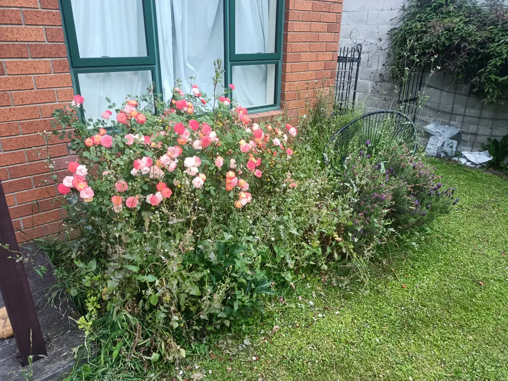 Pink roses in a tidied garden bed against a brick home in Christchurch