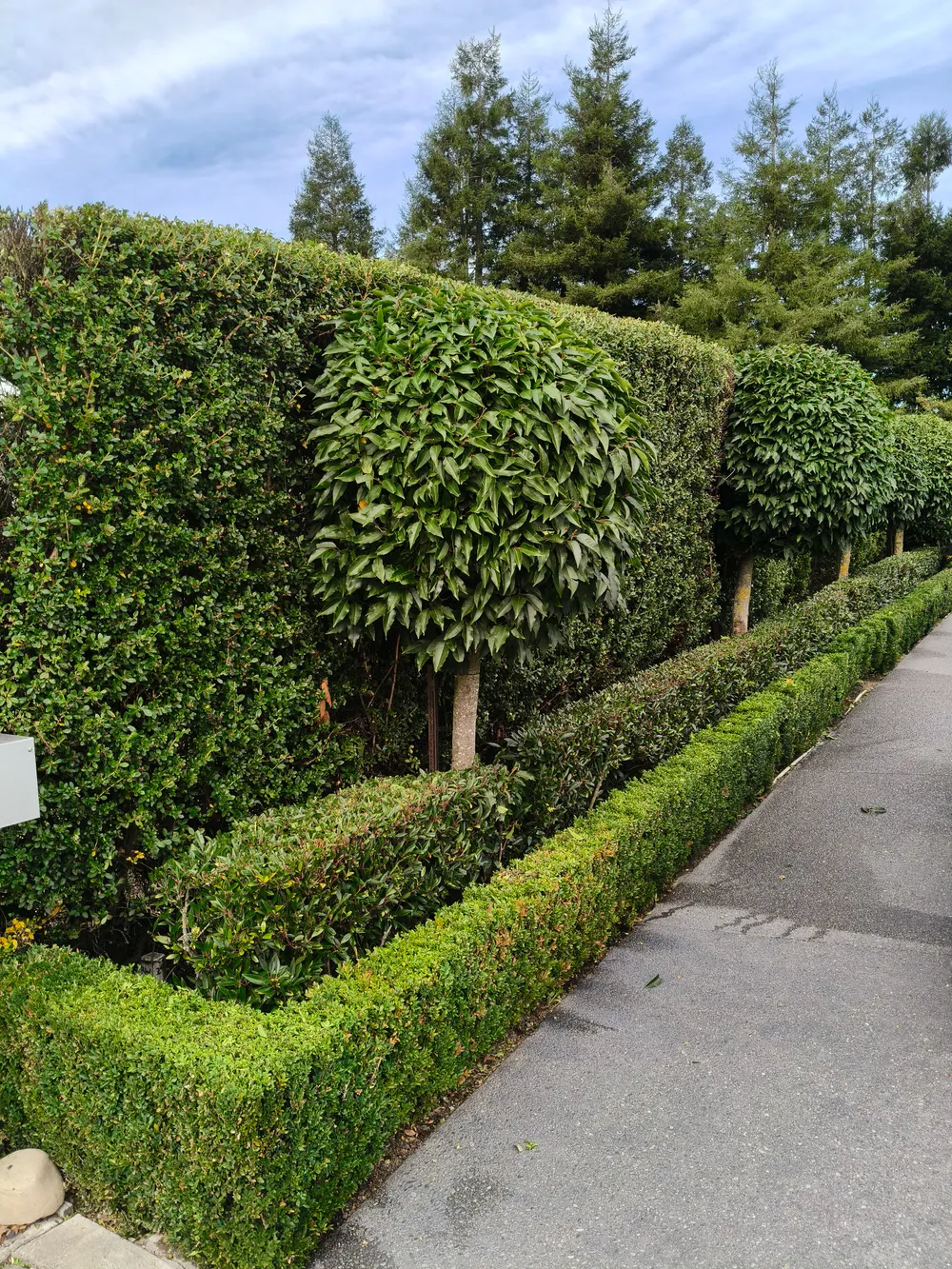 A line of clipped topiary hedges and a low box hedge along a driveway in Christchurch