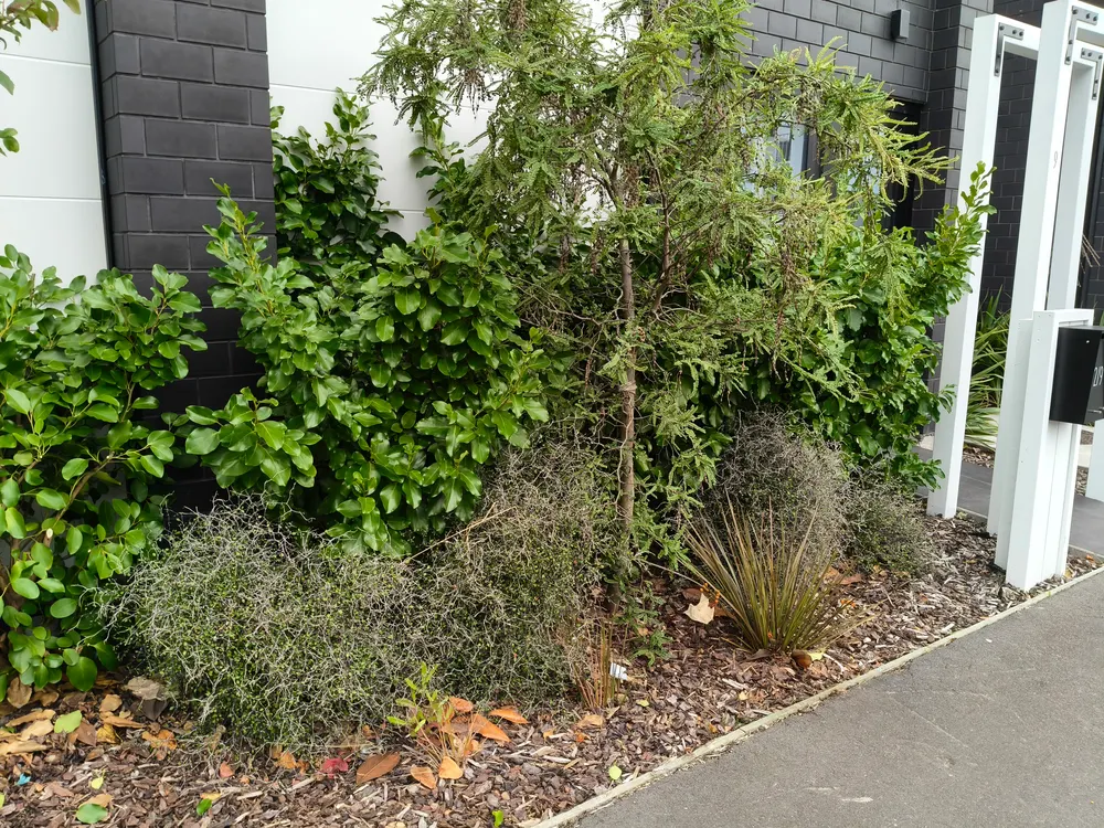 A small townhouse garden with shrubs and grasses kept tidy in Christchurch